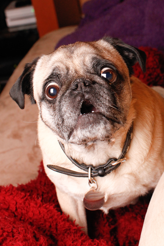 Stanley the pug excited about the new Everett Wedding Photography Blog